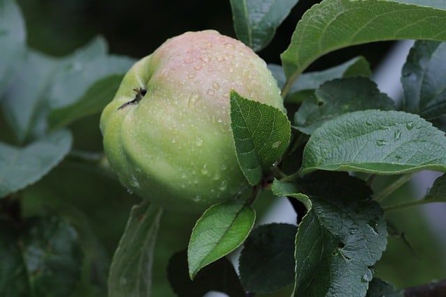 10 fordele ved at Bruge Espalier til Æbletræer